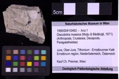 Foto (Objekt + Etiketten) von Discutiolira moesica (Muţiu & Bădăluţă, 1971) (NHMW-GEO-1990-0041-0492)